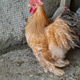 karlik