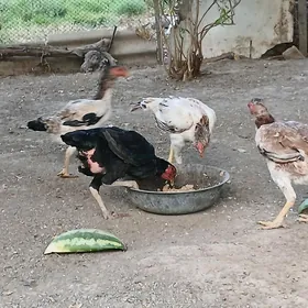 курица бойцовой