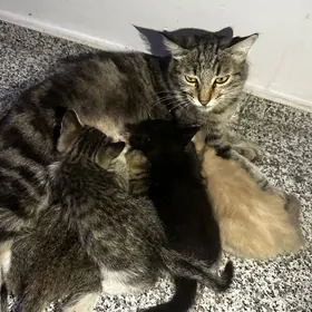 Кошки Pişik