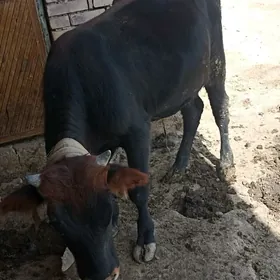 Öküz