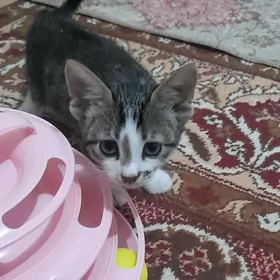 котёнок мальчик