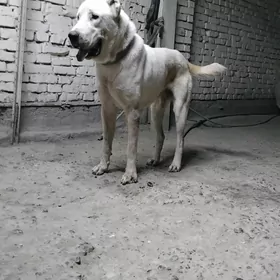 Tűrmen alabayy Akguş