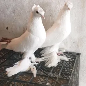 Kepderi