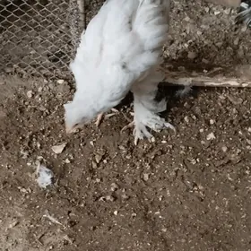 Brama