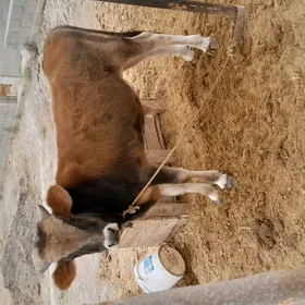 ÖKÜZ