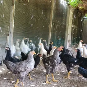 Gigan horaz towuk