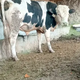 okuz ala sygyr