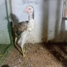 бойцовые курица