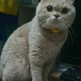Вислоухий КОТ