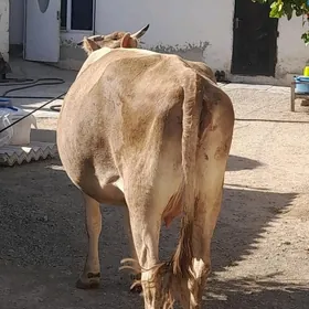 göleli  sygyr
