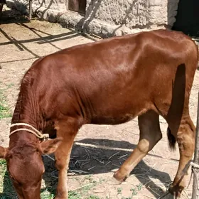 öküzçe