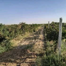 üzüm gekdar