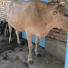 bakylan gysyr sygyr