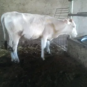 gulajynlar