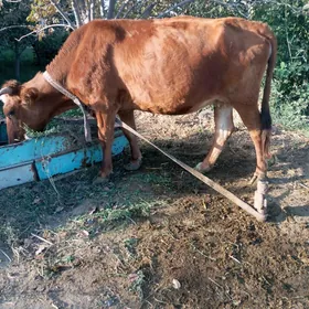 Богаз сыгыр