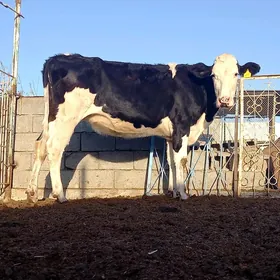 GARALA SIMENTAL  TÜWE