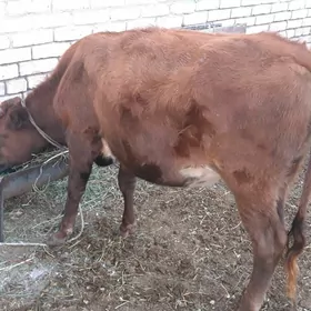 семиз унажын