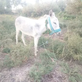 eşek