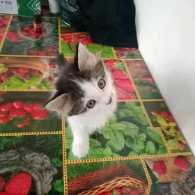 ОТДАМ
