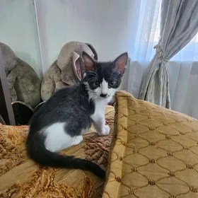 котенок в добрые руки