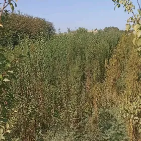 Erik, Şetdaly we Garaly nahal