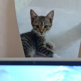 котёночек