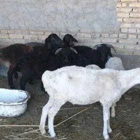 koý koç