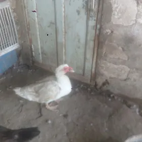 erkek ordek
