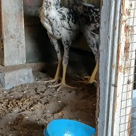 Taşgent