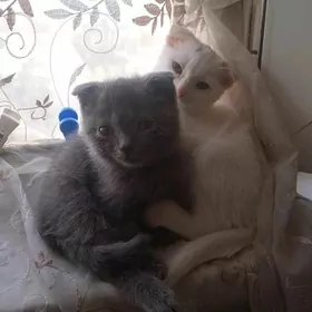 котята