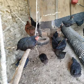 Atakf Towuk