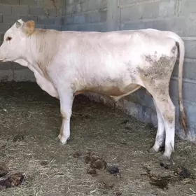 öküz