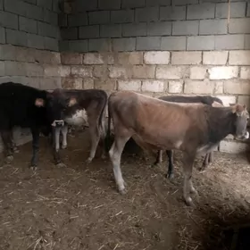 5 öküz