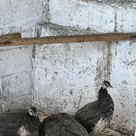 Tawus Guşlar