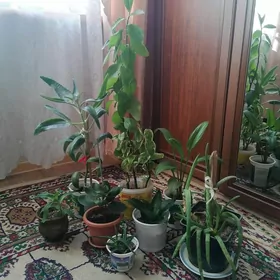 комнатные растения/цветы