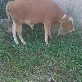õkuz