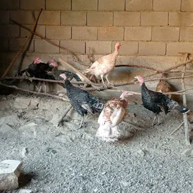 İnduk hindi tovuklar