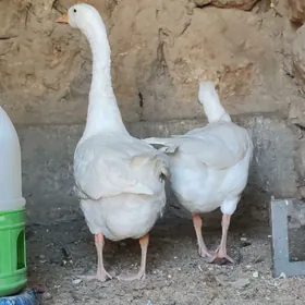 Guwa gaz