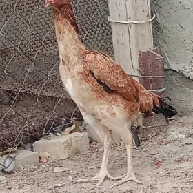 Taşkent