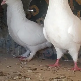 Kepderi