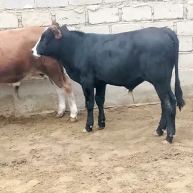 ökiz