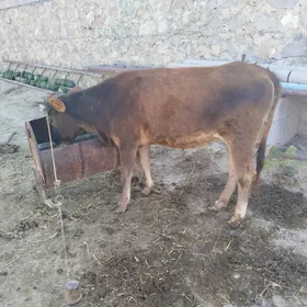 Tuwe sygyr
