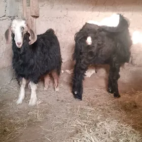 goyun gecı