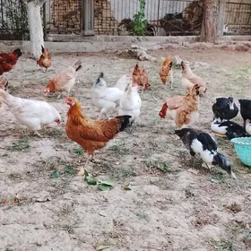 towuklar