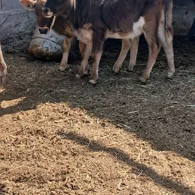 Okizce Tuwe
