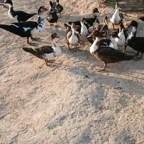 indawudga