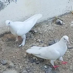 kepderi