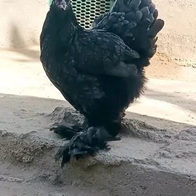 Brama