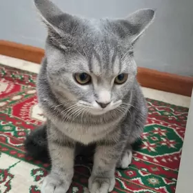 şotlan pisik