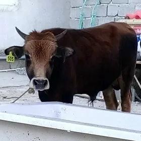 Öküz